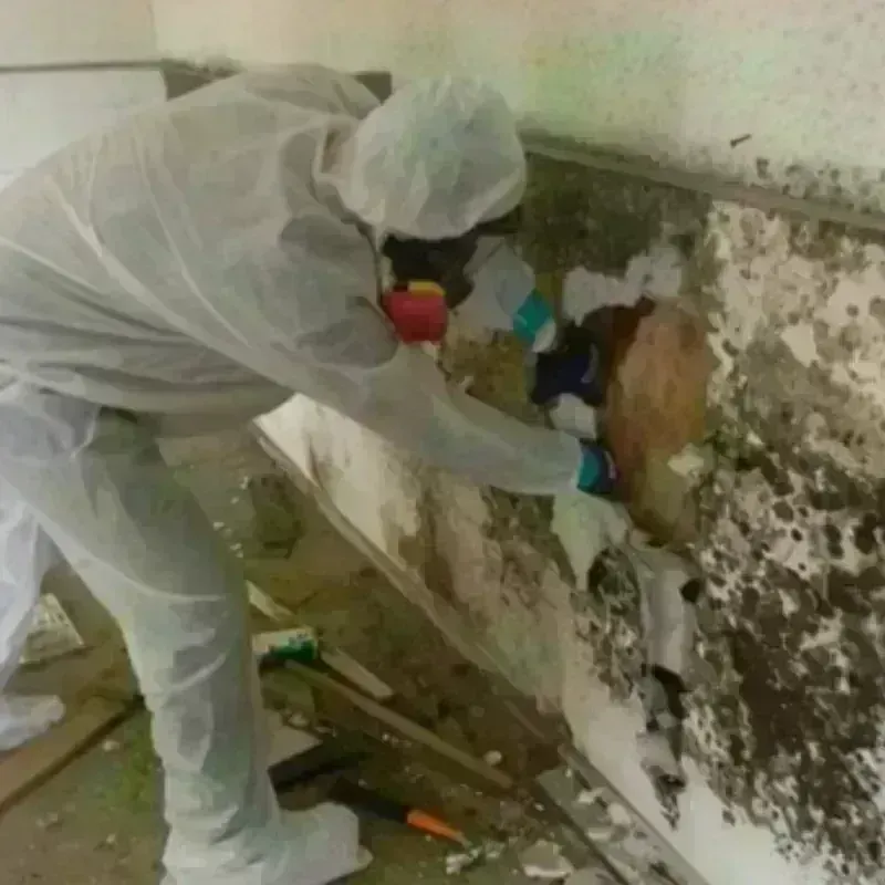 Mold Remediation and Removal in Fair Oaks, GA